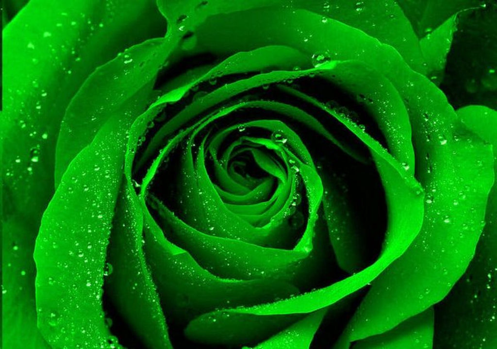 Green Roses